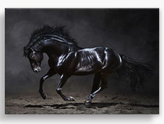 Picture of STYLER CANVAS SILVER 85X113X2.8 EX511 BLACK HORSE